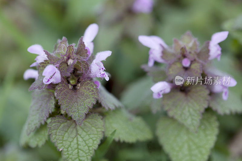 红色死虫(Lamium purpureum)